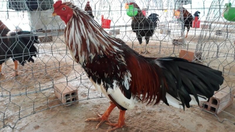 Gà màu điều bông thu hút bởi vẻ ngoài mới mẻ, bắt mắt