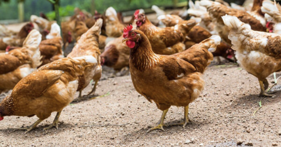 Cách phòng ngừa và điều trị bệnh CRD