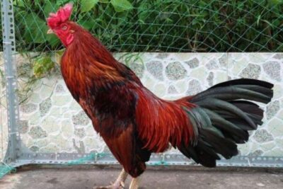 Gà điều là gì? Thông tin quan trọng có thể bạn chưa biết