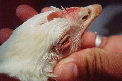 Bệnh CRD ở gà – Tìm hiểu triệu chứng và cách điều trị