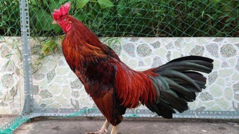 Gà màu điều săn chắc, lối chơi mạnh mẽ và linh hoạt