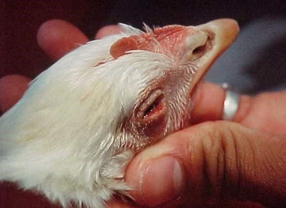 Triệu chứng nhận biết bệnh