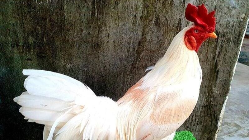 Đặc điểm chiến kê mồng vua