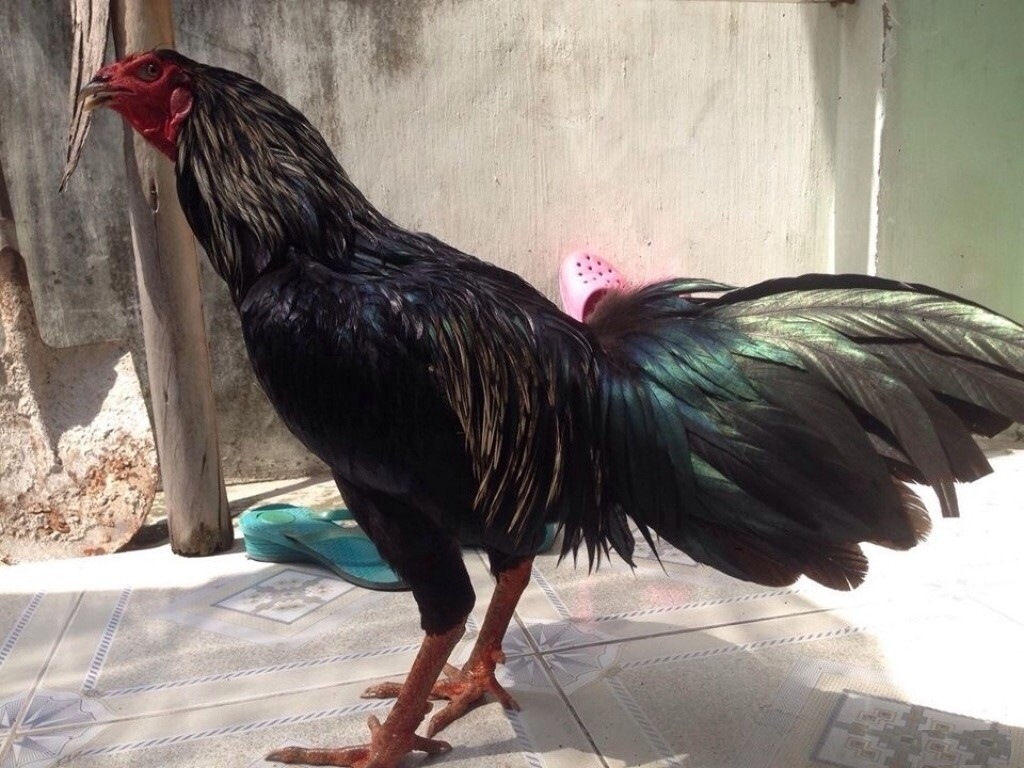 Gà chuối đen có tính cách hung bạo