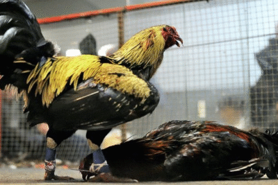 Trận đá gà 24 tỷ và những pha cược tiền tỷ kinh điển