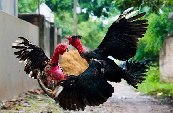 Chia sẻ cách nuôi và chăm sóc gà