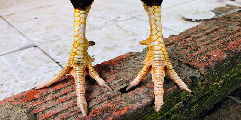 Giá trị của giống gà quý hiếm này