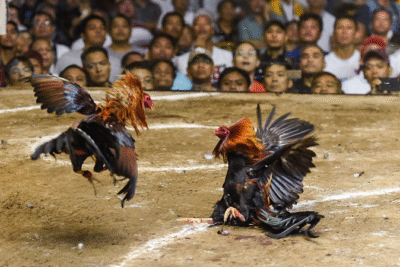 Bồ gà Tonhon – Đấu trường đá gà chinh chiến đỉnh cao