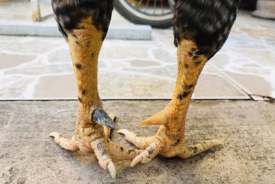 Gà cựa nhật nguyệt – Siêu phẩm khiến dân chơi săn lùng