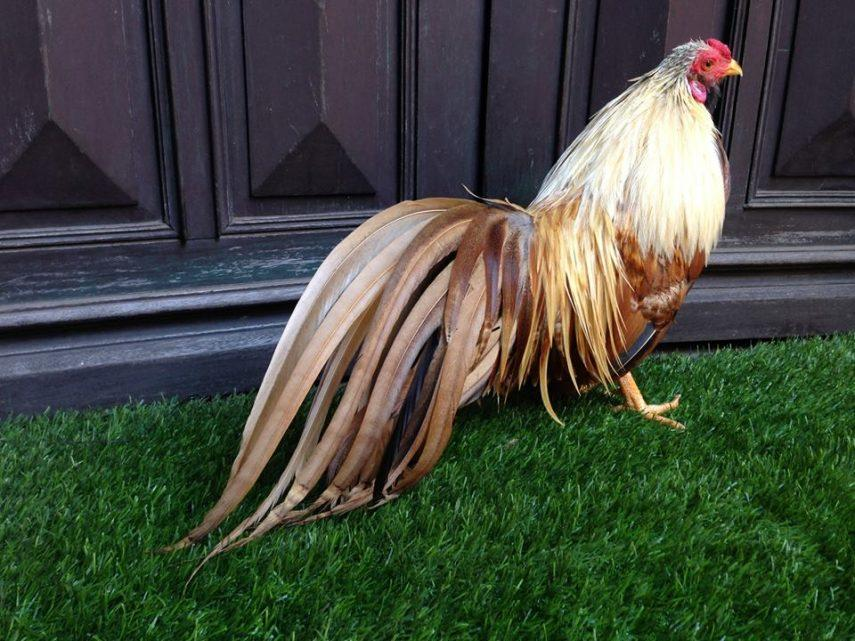 Chuối khét có bộ lông vàng nâu ấn tượng như bị cháy nắng