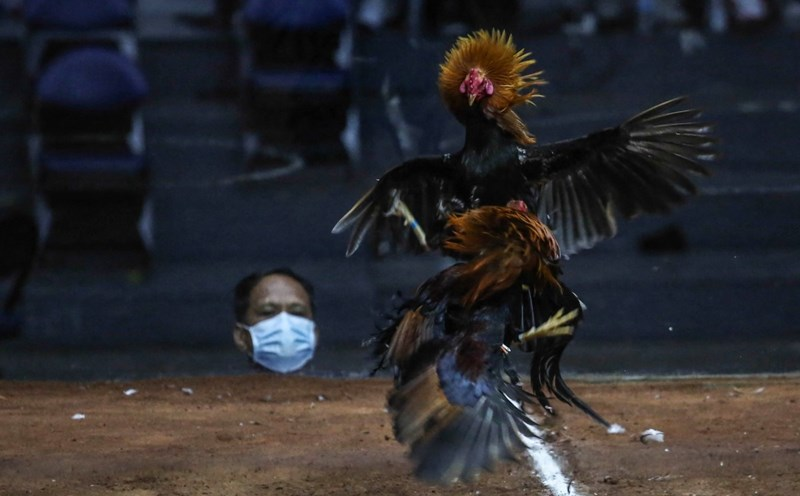 Chiến kê từ trại gà của sư kê Mít đều khá xuất sắc