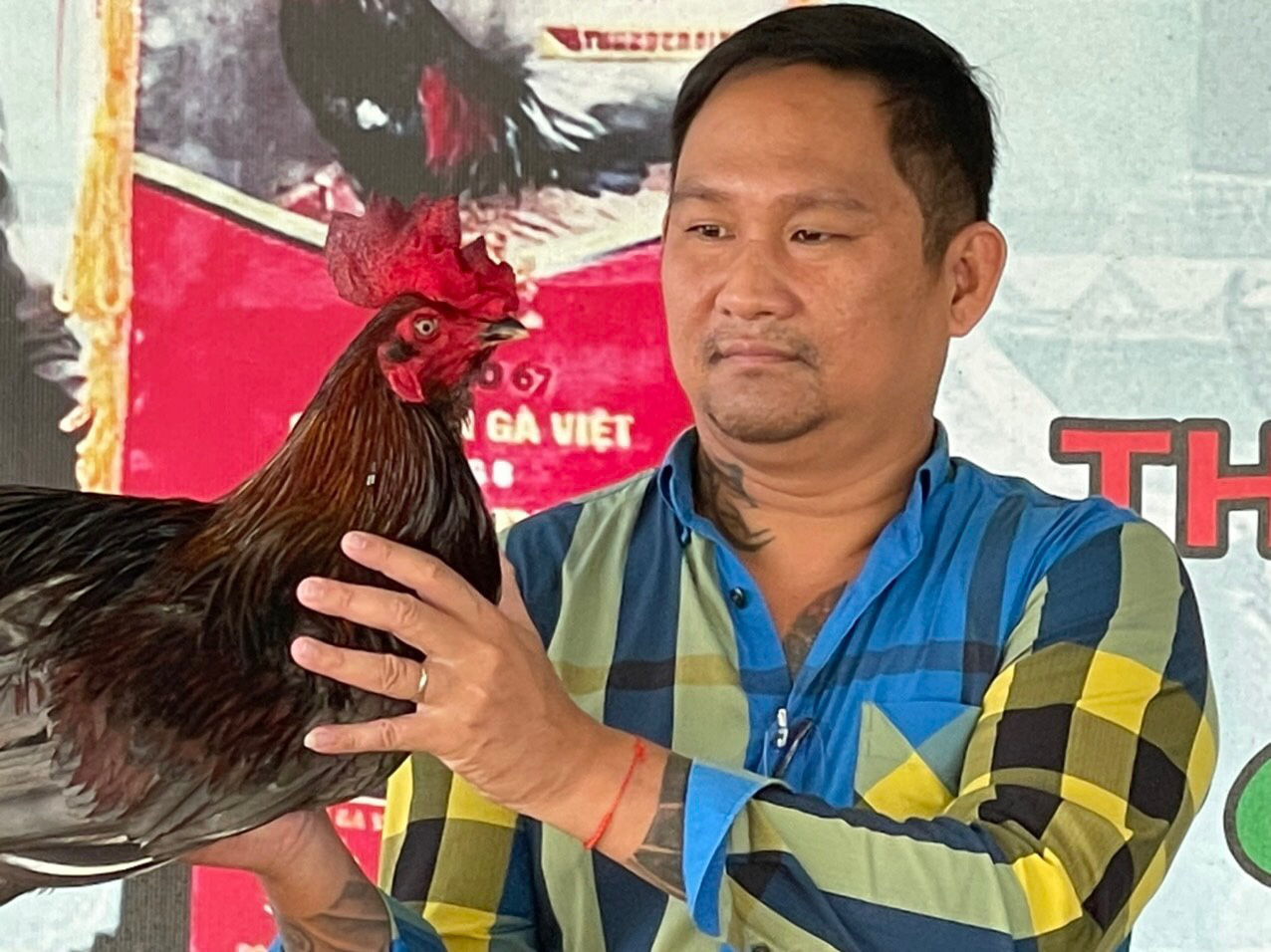 Mít Trà Cú có niềm đam mê với môn đá gà