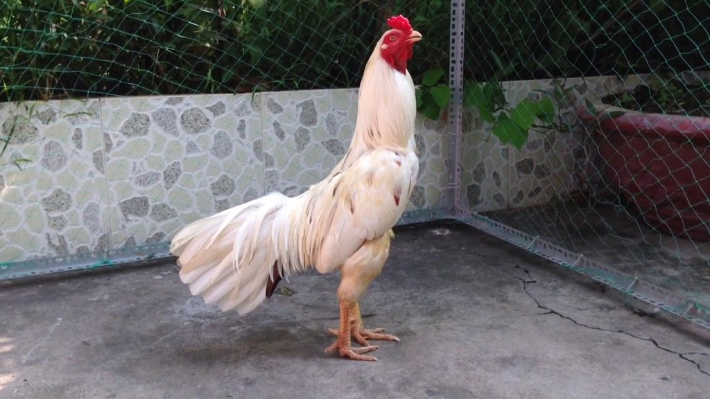 Màu lông của gà bướm có thêm đốm đen hoặc nâu