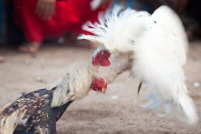 Gà bướm đá ngày nào tốt? Xem ngay kẻo lỡ vận đỏ