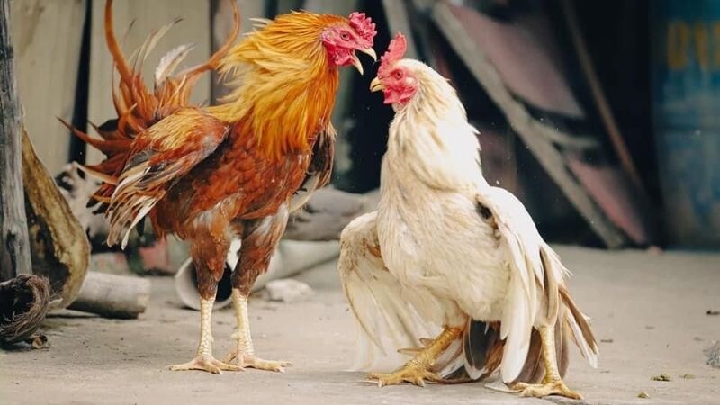 Chọn ngày tốt theo 12 con giáp