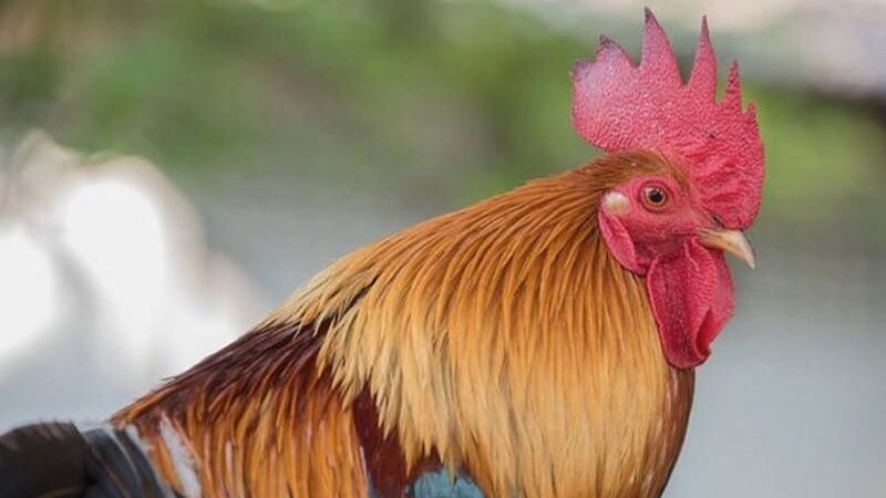 Tìm hiểu giống gà mồng vua