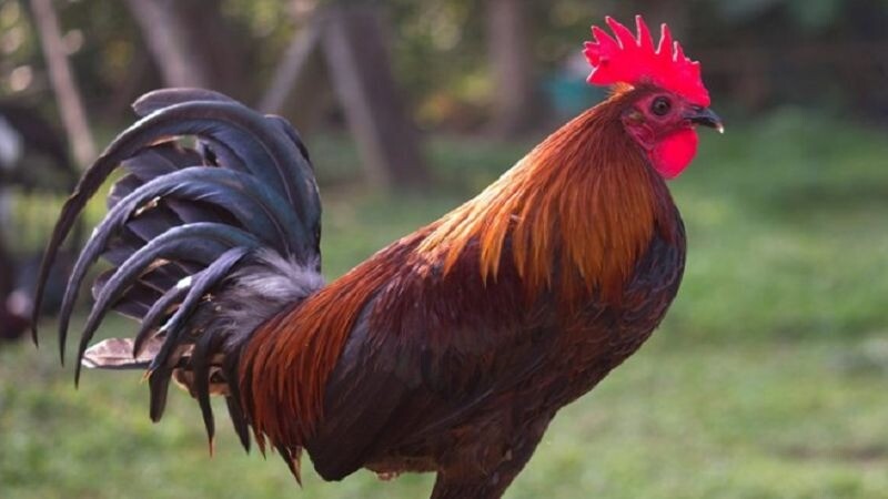 Giá trị của giống gà đặc biệt - mồng vua