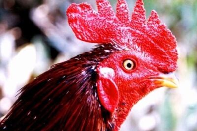 Gà mồng vua – Giống gà hiếm được giới sư kê săn lùng