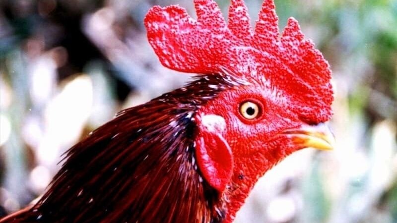 Ưu điểm của chiến kê mồng vua