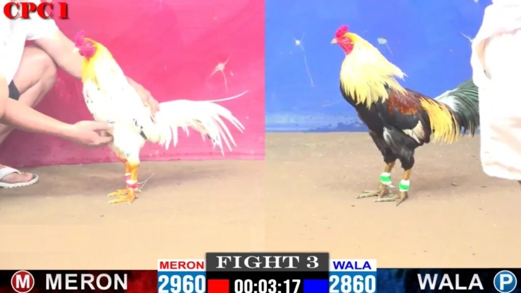 Bồ gà Tonhon phát sóng trận đấu trực tiếp ở nhiều nhà cái online