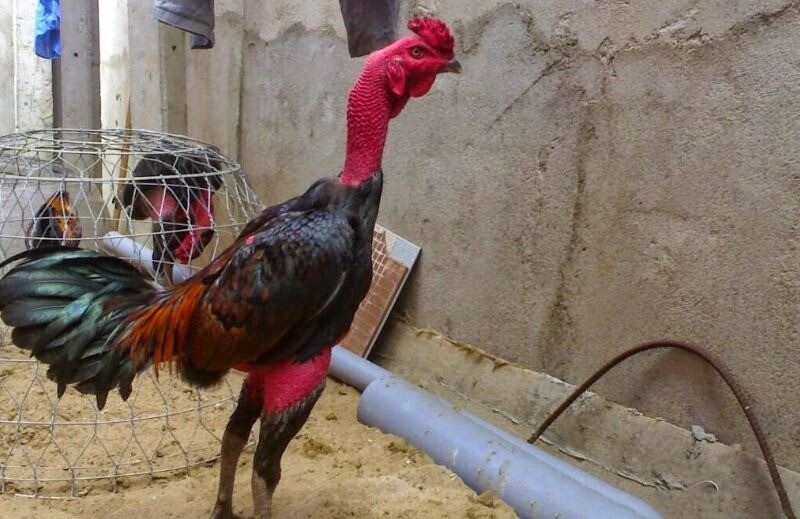 Lý do nhiều sư kê luôn tìm cách làm da gà chọi dày hơn