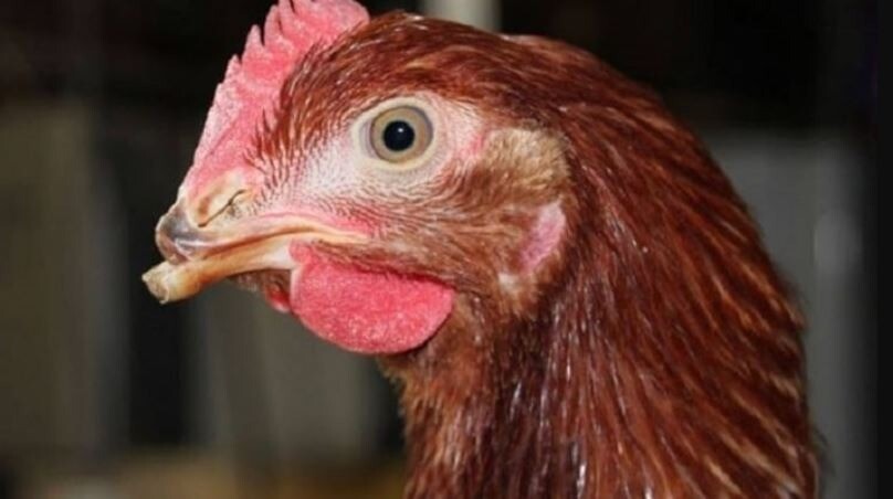 Đôi nét giới thiệu hiện tượng gà chọi bị hỏng mỏ dưới