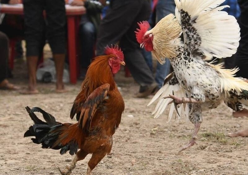 Sai lầm cần tránh khi chơi đá gà mạng