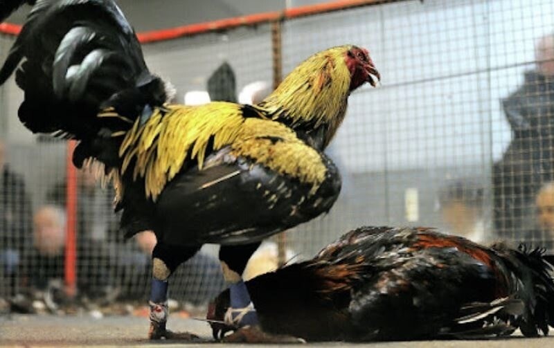 Thả gà chuẩn là một trong những gợi ý hữu ích giúp đá gà mạng thắng lớn