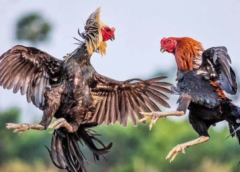 Lý do sư kê cần nắm vững cách đá gà mạng dễ thắng