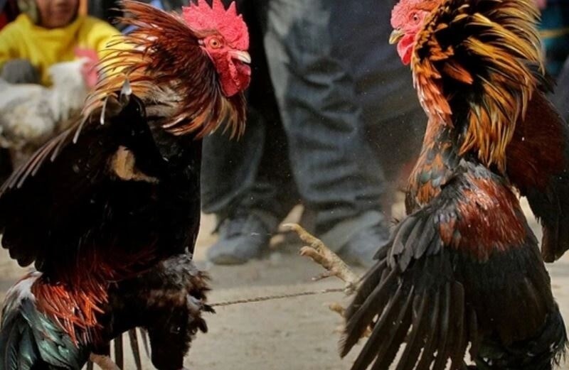 Anh em nên kết hợp giữa kinh nghiệm và màu mạng gà để chọn chiến kê