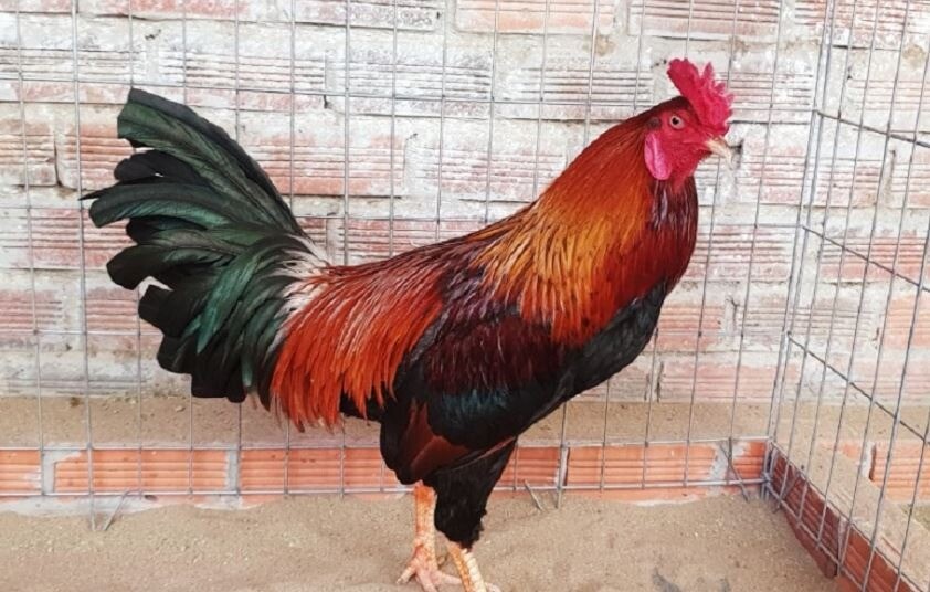 Hướng dẫn chọn gà theo nguyên tắc tương sinh, tương khắc