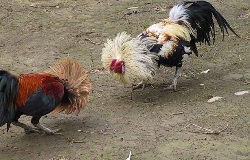 Phương pháp phun rượu và om bóp gà giúp da gà chọi dày nhanh