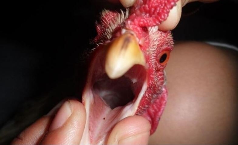 Tips hữu ích giúp anh em chọn mua gà chiến đoản thiệt chuẩn