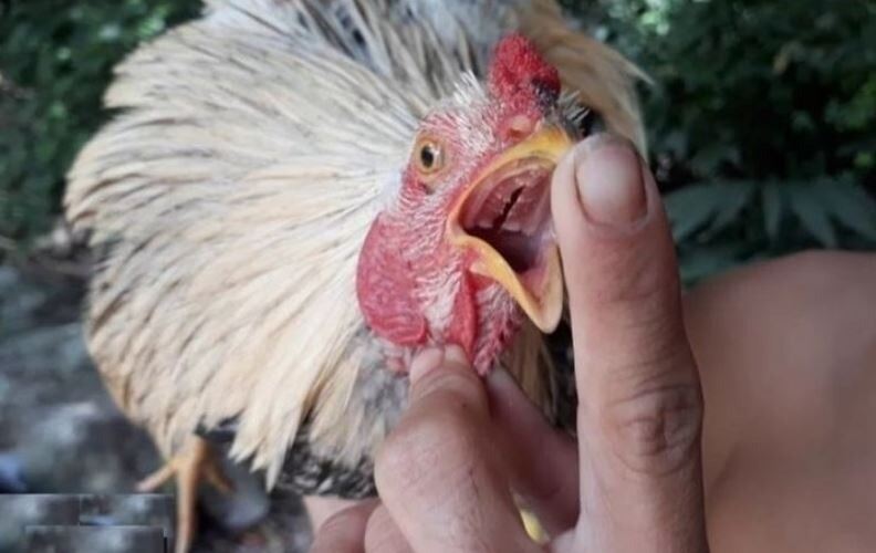 Dấu hiệu cơ bản giúp sư kê nhận diện gà đoản thiệt chính xác