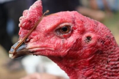 Gà chọi hỏng mỏ dưới nguyên nhân do đâu? Cách giải quyết thế nào?