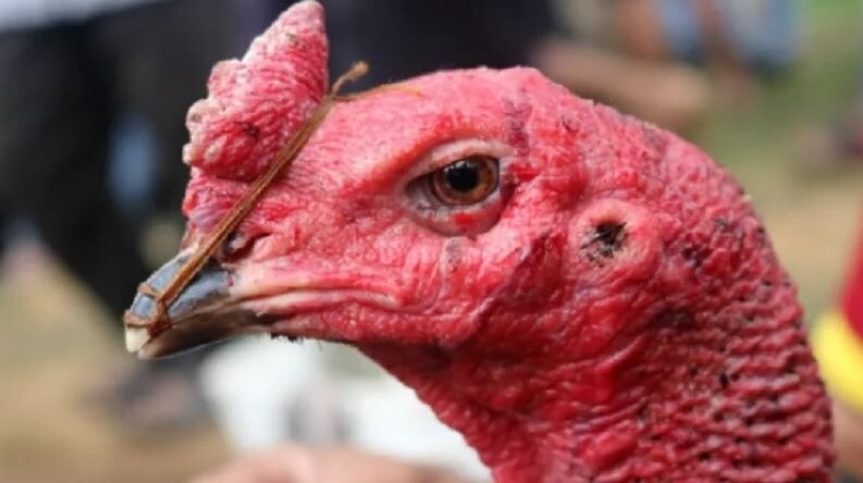 Hướng dẫn khắc phục tình trạng gà chọi hỏng mỏ dưới đơn giản